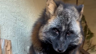 Кто такая лиса: в Ленинградском зоопарке развенчали мифы об одной из главных сказочных злодеек