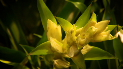 Около сотни экземпляров бромелий представили на выставке в Ботаническом саду Петра Великого