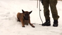 Накануне Дня инженерных войск сапёры показали, как проходят тренировки с четвероногими помощниками