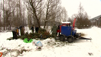 Акция «Елки, палки и щепа» в Петербурге продлится до конца января
