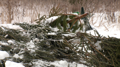 В Красногвардейском районе обнаружили незаконную свалку нераспроданных ёлок