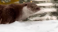 Выдры Финик и Бертольд обрадовались снежной зиме
