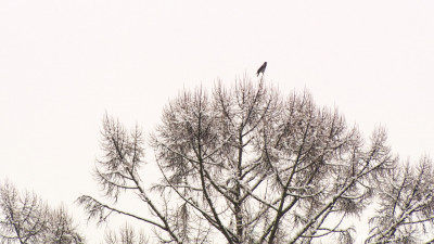 В Петербурге 15 января будет -8 градусов