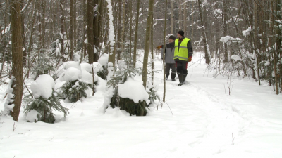 В Курортном лесопарке патрульные обнаружили место подкормки диких кабанов