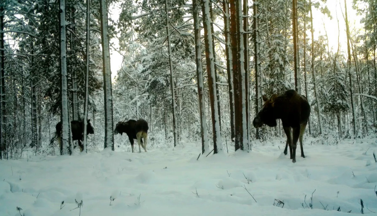 Компанию лосей-холостяков заметили под Петербургом - tvspb.ru