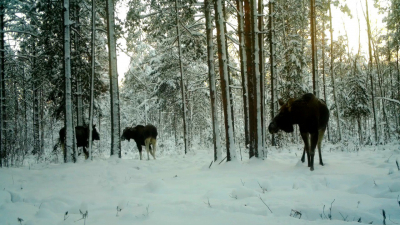 Компанию лосей-холостяков заметили под Петербургом