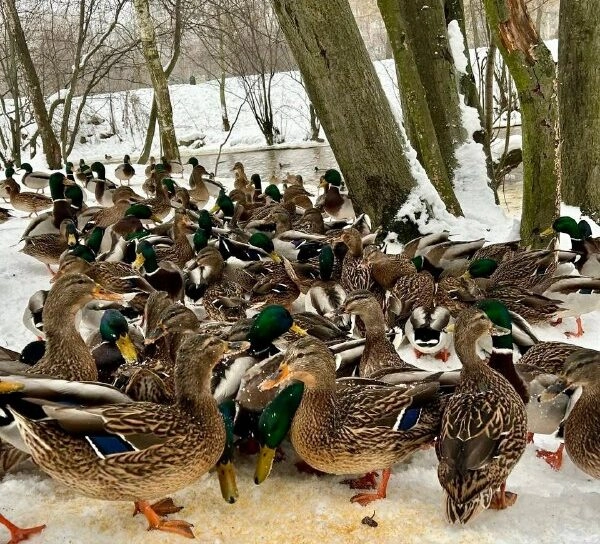 В парке Есенина замечена большая семья дружелюбных уток - tvspb.ru