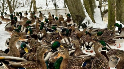 В парке Есенина замечена большая семья дружелюбных уток