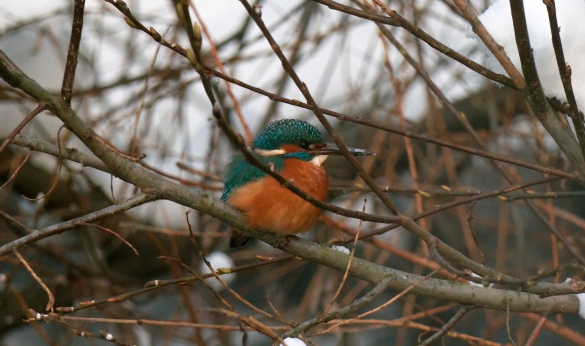 В парке Петербурга заметили редкую птицу — зимородка - tvspb.ru