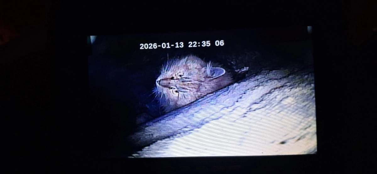 В Петербурге почти две недели спасают кота, застрявшего в дымоходе на улице Чайковского - tvspb.ru