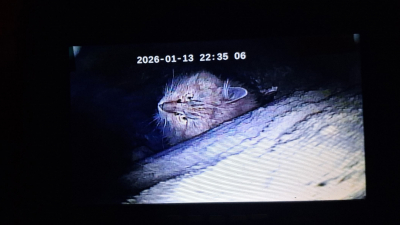 В Петербурге почти две недели спасают кота, застрявшего в дымоходе на улице Чайковского