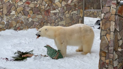 Ленинградский зоопарк показал, как медведица Хаарчаана распаковывает новогодний подарок