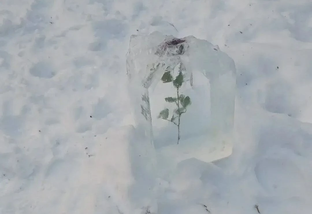 Роза застывшая во льду: «Снежная королева» посетила Петербург и оставила загадочный подарок в Шуваловском парке - tvspb.ru