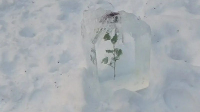 Роза застывшая во льду: «Снежная королева» посетила Петербург и оставила загадочный подарок в Шуваловском парке