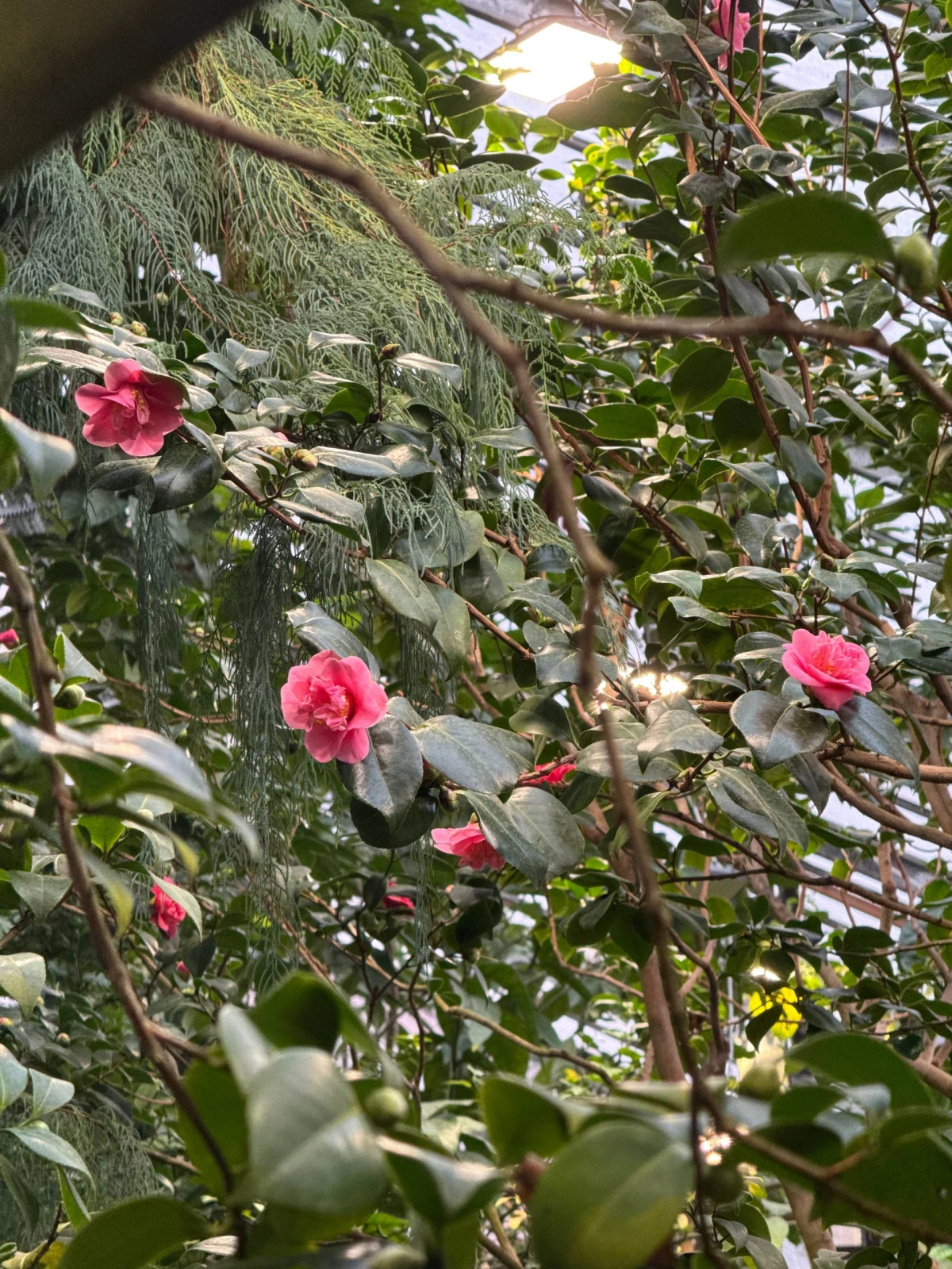 Японские камелии цветут в Ботаническом саду Петра Великого - tvspb.ru