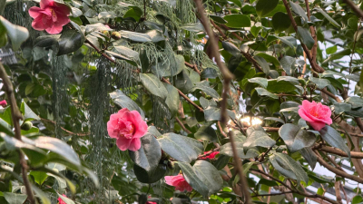 Японские камелии цветут в Ботаническом саду Петра Великого