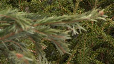 В Петербурге и Ленобласти проходит акция «Ёлки, палки и щепа»