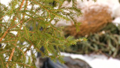 Акция «Елки, палки и щепа» стартует в Петербурге 17 января