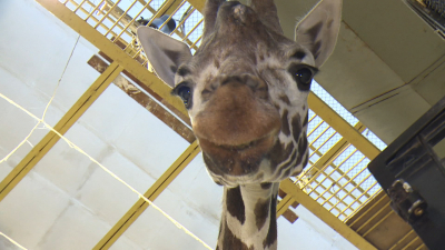 Жираф Соня из Ленинградского зоопарка отметила 24-летие