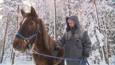 Неравнодушные петербуржцы выкупили и выхаживают больную лошадь Лялю из Волгограда
