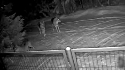 Волки атаковали садоводства под Петербургом