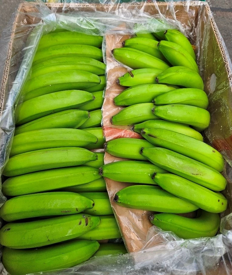 Через порт Петербурга ввезли более миллиона тонн бананов - tvspb.ru