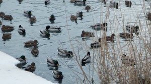 Акция «Серая шейка». Перепись птиц, зимующих в городе