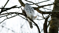 Даже у ястребов-тетеревятников мерзнут пальцы в Петербурге