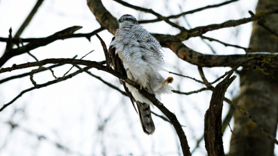 Даже у ястребов-тетеревятников мерзнут пальцы в Петербурге