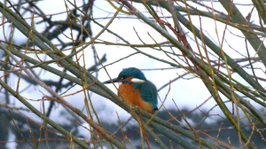 Дикие выходные с Павлом Глазковым. Природный заказник «Южное побережье Невской губы», участок «Знаменка»