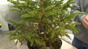 «Ёлочка, живи!»: экологическая акция по спасению новогодних деревьев в горшках