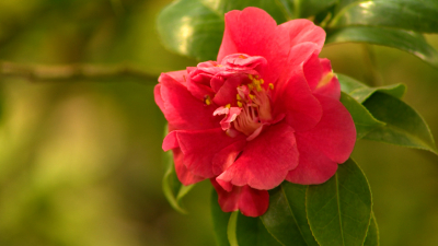 В Ботаническом саду Петра Великого начала цвести камелия