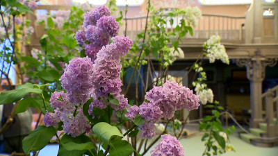 В Царском Селе зацвела сирень