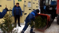 В Петербурге стартовала акция по экологичной утилизации елок