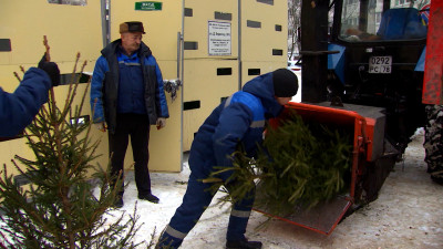 В Петербурге стартовала акция по экологичной утилизации елок