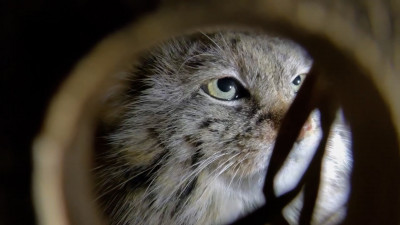 Долгожданная гостья: в Ленинградский зоопарк привезли самку манула
