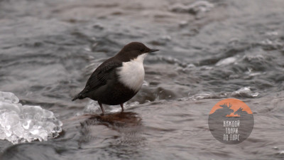 Воробья-экстремала, умеющего нырять, заметили на Вуоксе