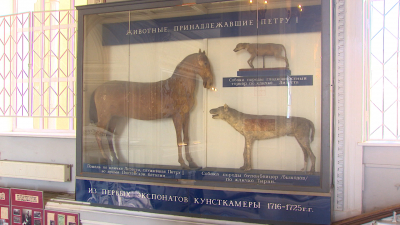 Петербургские учёные раскрыли технологию изготовления чучел собак и лошади Петра I