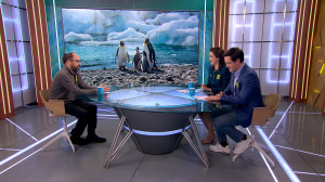 Пингвины. Что удивительные птицы могут рассказать учёным об изменениях климата?