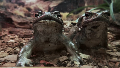 Ленинградский зоопарк раскрыл характер колорадской жабы