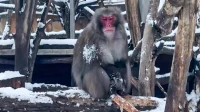 Ленинградский зоопарк показал макак, которым не страшны морозы