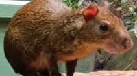Ленинградский зоопарк показал возмущенного агути Оливера