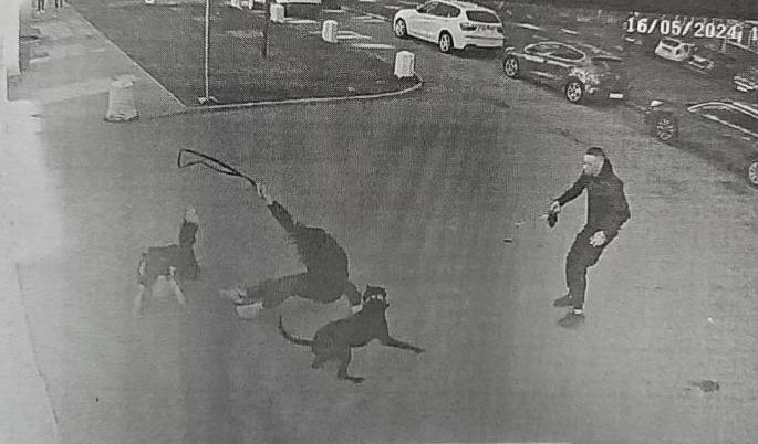 Бес конфискован: петербуржец получил 2 года колонии за натравливание питбуля на прохожих - tvspb.ru