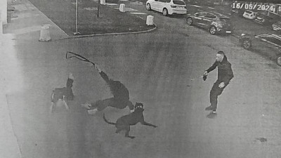 Бес конфискован: петербуржец получил 2 года колонии за натравливание питбуля на прохожих