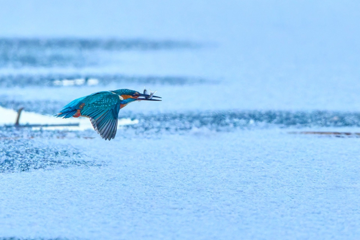Птицу, умеющую рыть норы, заметили на побережье Финского залива - tvspb.ru