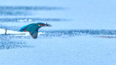 Птицу, умеющую рыть норы, заметили на побережье Финского залива