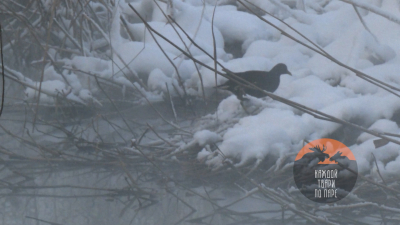 Пара краснокнижных камышниц осталась зимовать в Петербурге