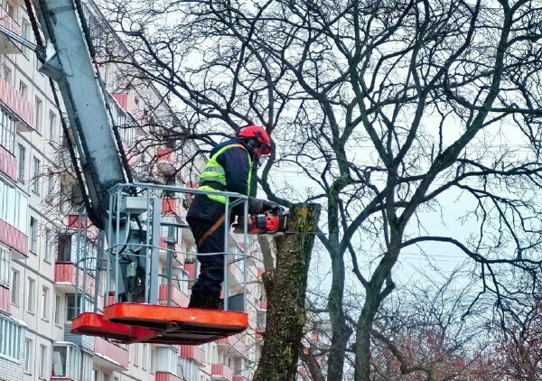 В Петербурге зимой ухаживают за зелёными насаждениями: специалисты проводят санитарную обрезку кустов и деревьев - tvspb.ru