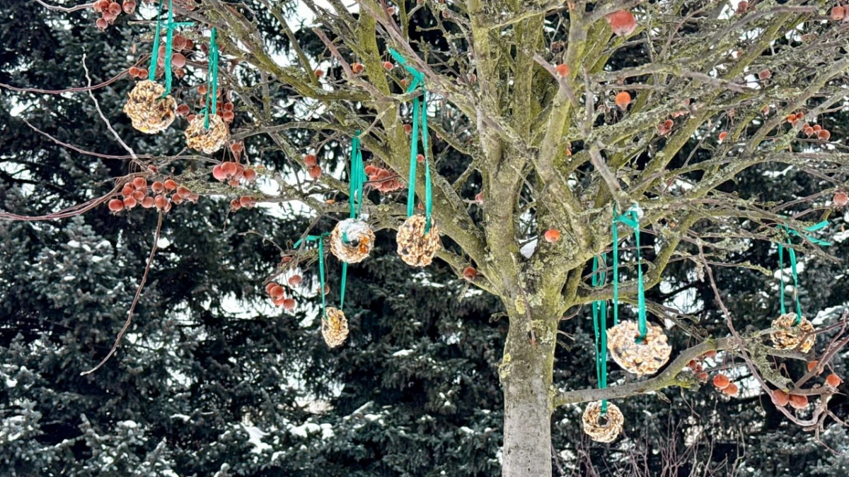 Регулярно и правильной едой: петербуржцам рассказали, как подкармливать птиц зимой - tvspb.ru