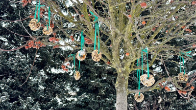 Регулярно и правильной едой: петербуржцам рассказали, как подкармливать птиц зимой